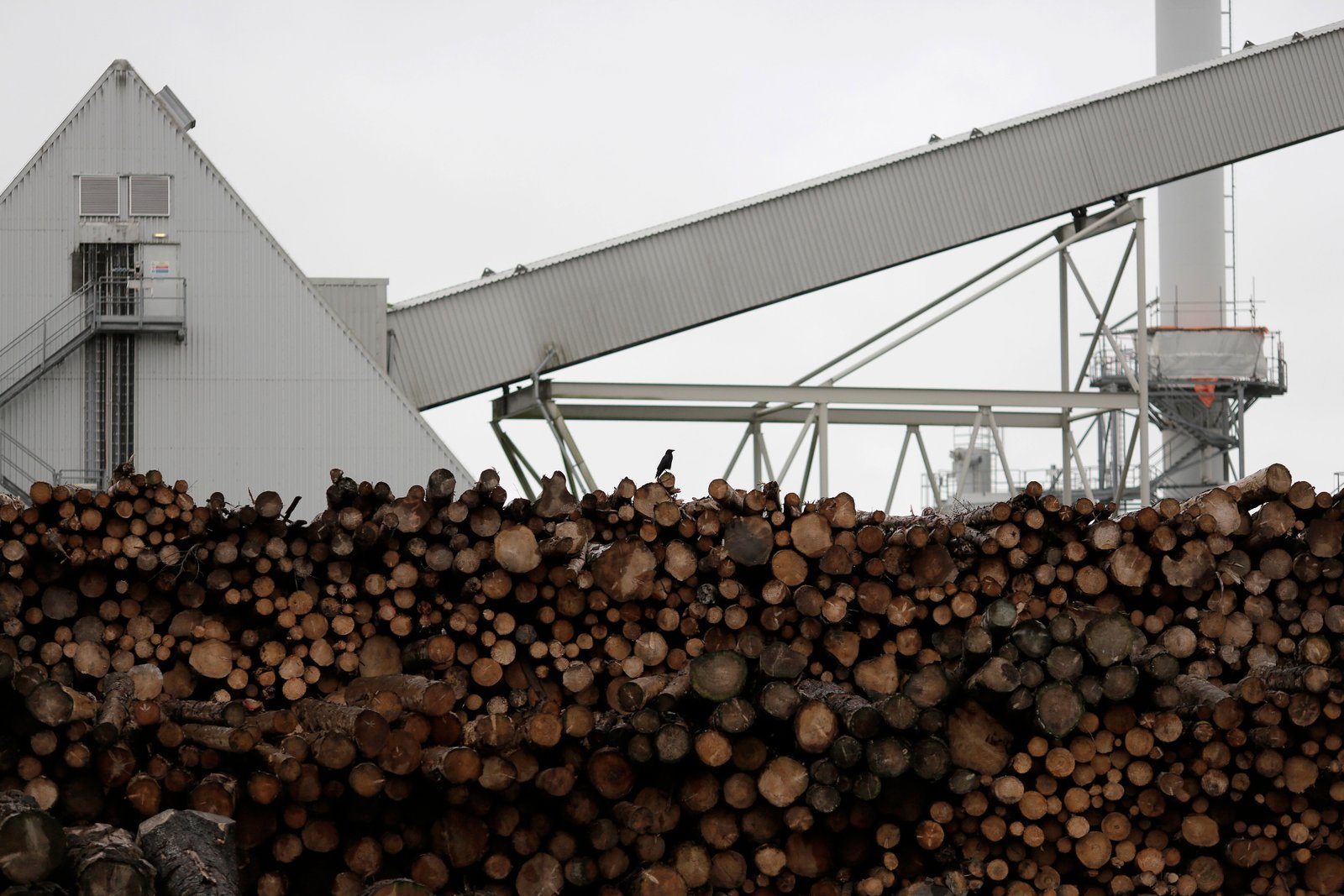 Stevens Croft biomass power station corporate documentary photography for E.ON by Doug Marke — image 11 of 13