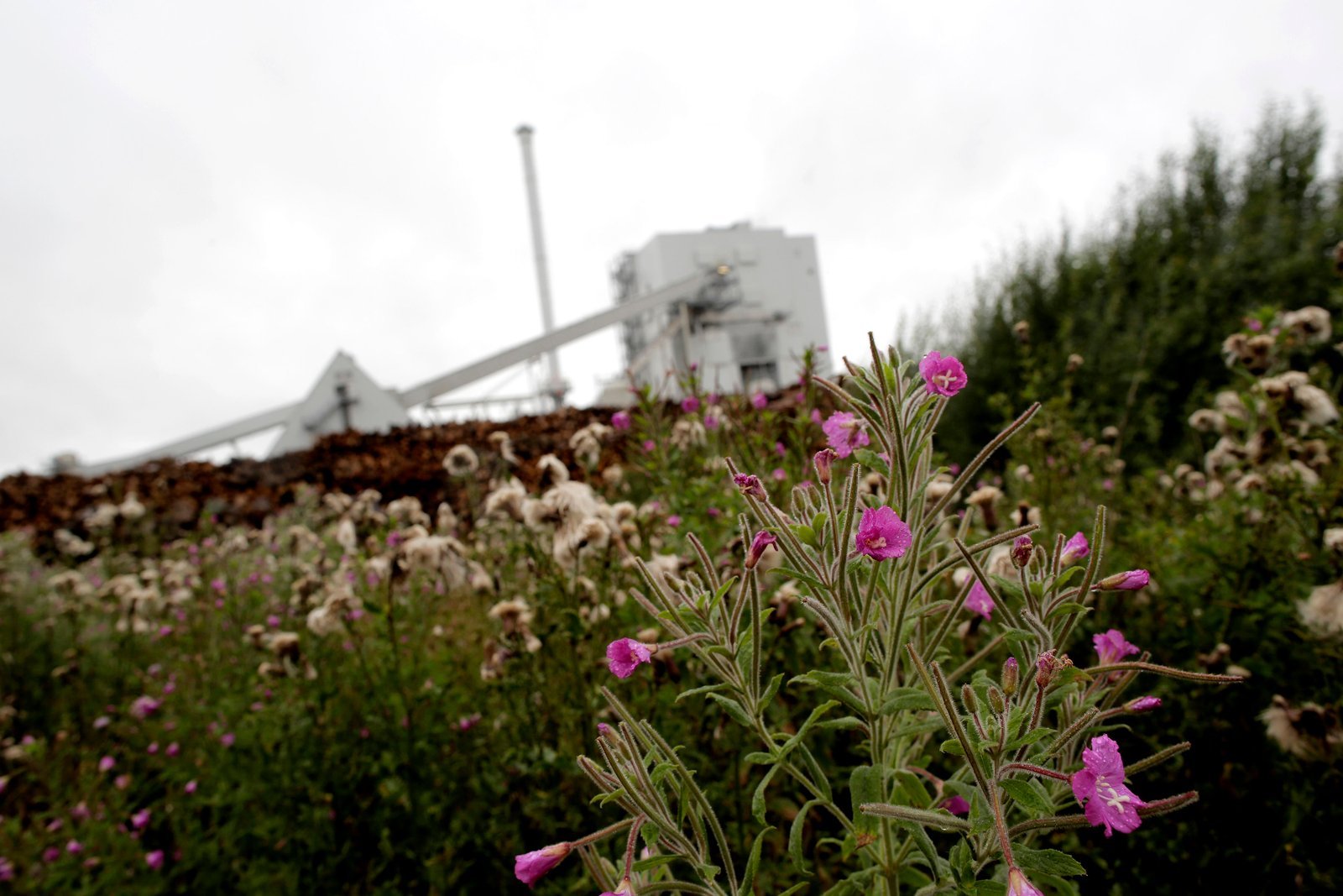 Stevens Croft biomass power station corporate documentary photography for E.ON by Doug Marke — image 10 of 13
